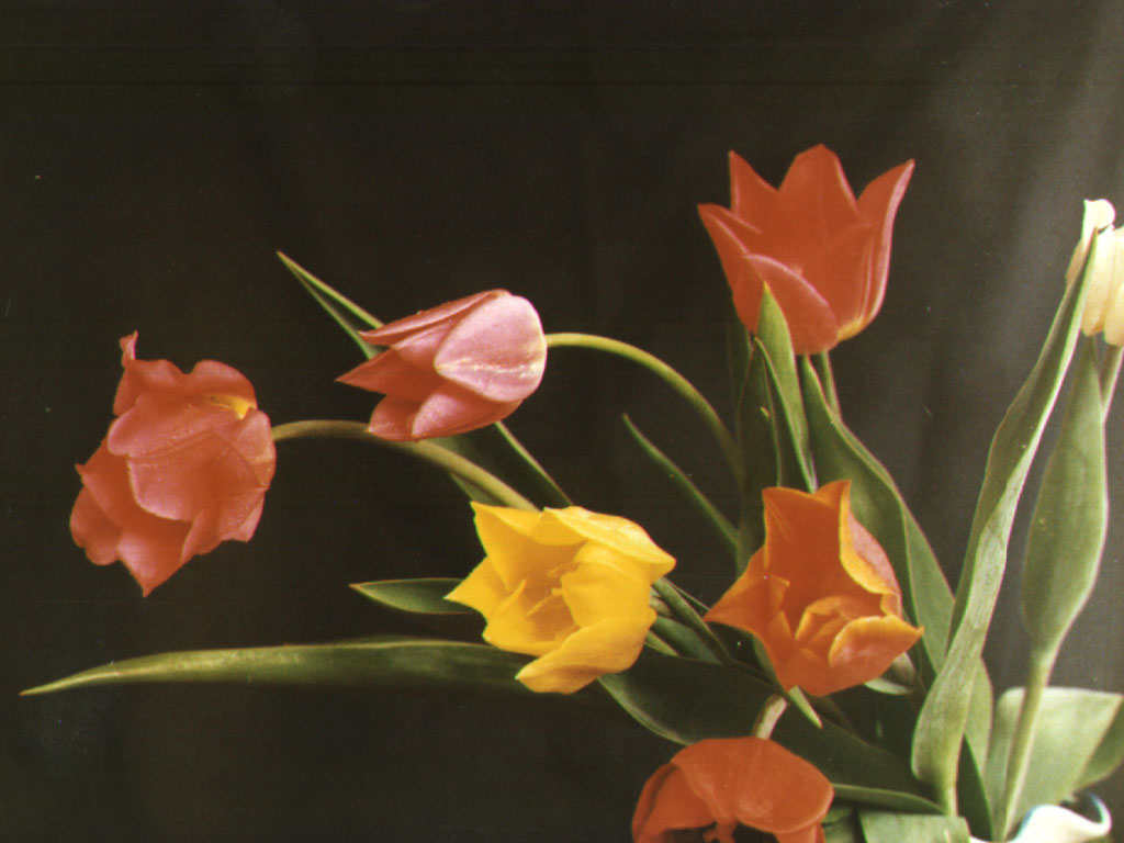 Тюльпаны (1024x768)