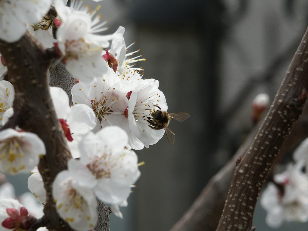 Пчела (1024x768)